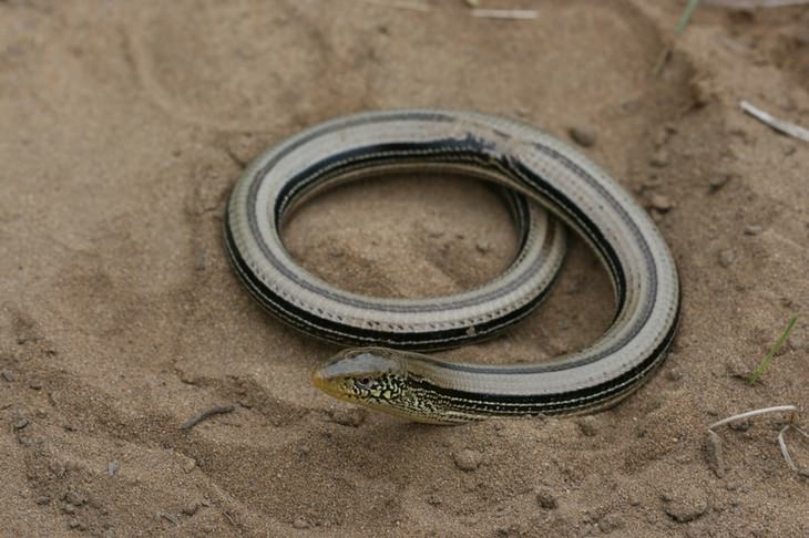 Unknown animals: glass lizard