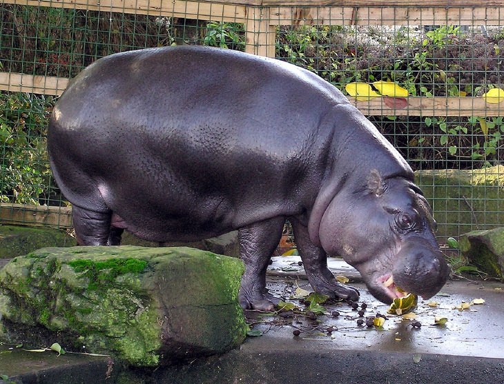 Unknown animals: pygmy hippo