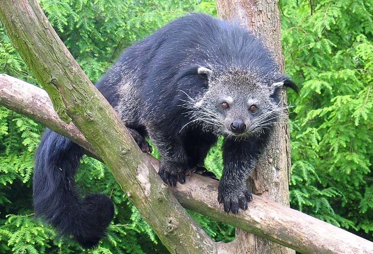 Unknown animals: binturong bearcat