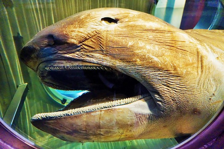 Unknown animals: megamouth shark