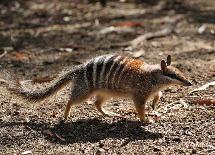 Unknown animals: numbat