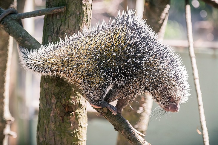 Unknown animals: prehensile tailed porcupine