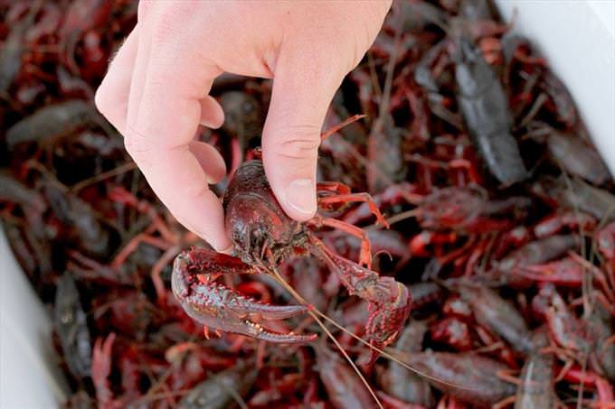 Regional US dialects: crayfish