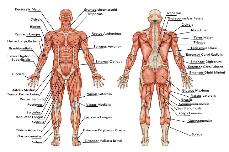 Muscle gain: muscles anatomy