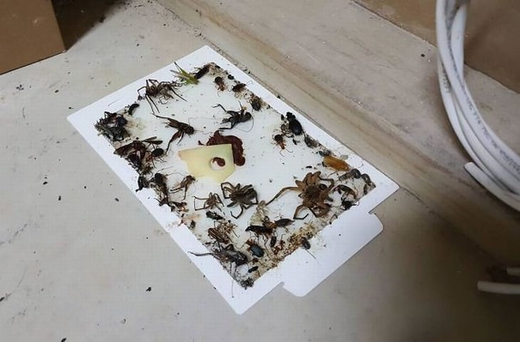 australian nature sticky trap mice