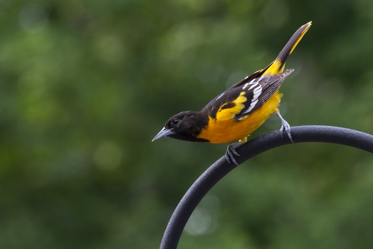 Birds of North America: Baltimore oriole