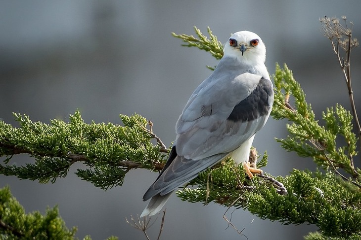 Birds of North America: white-tailed kite