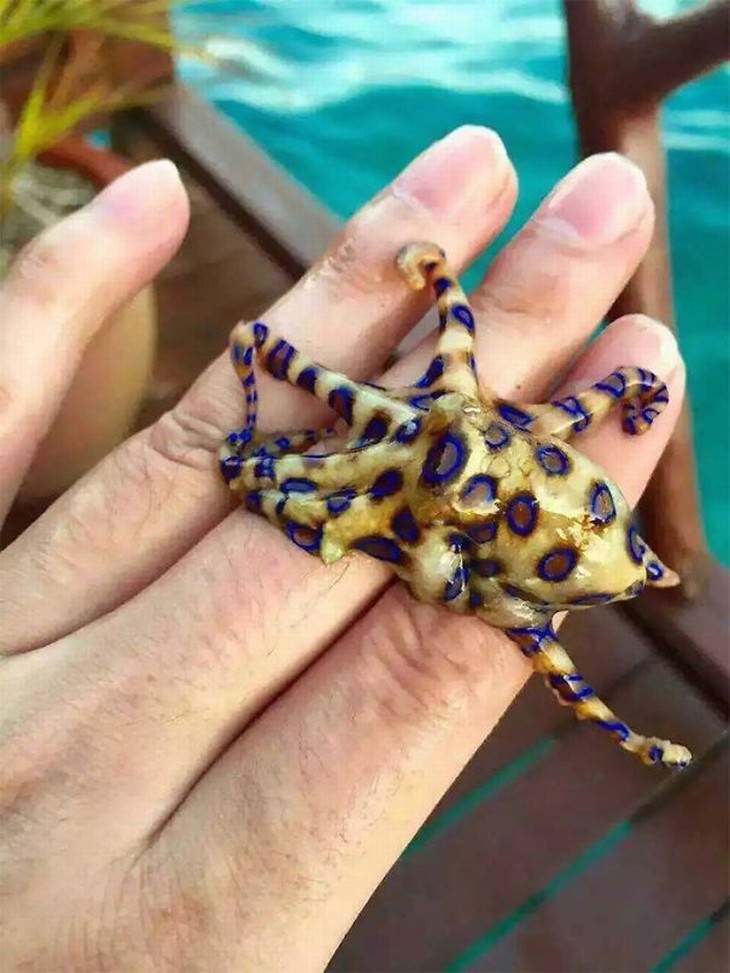 australian nature  Blue-Ringed Octopus