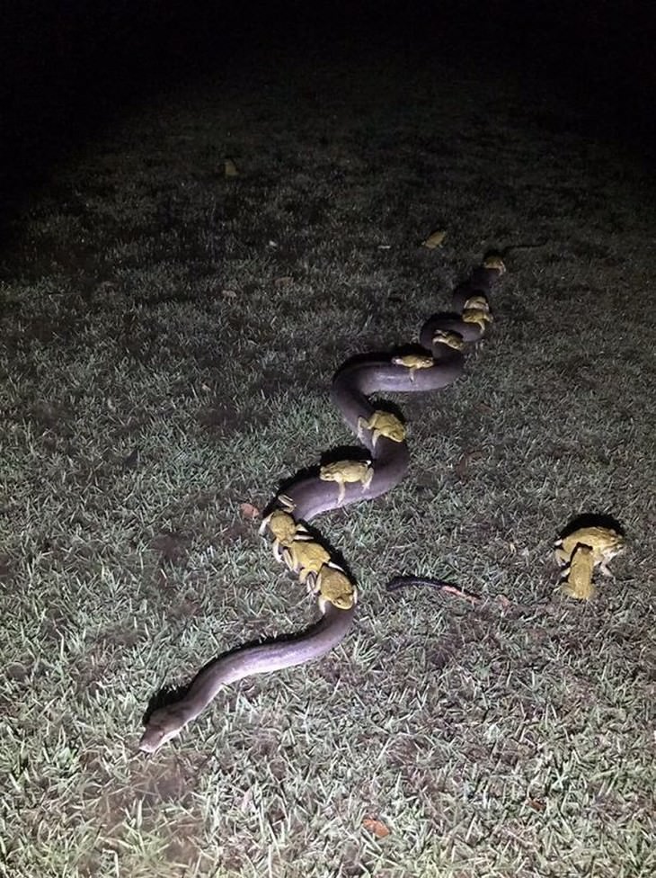 australian nature frogs riding a snake