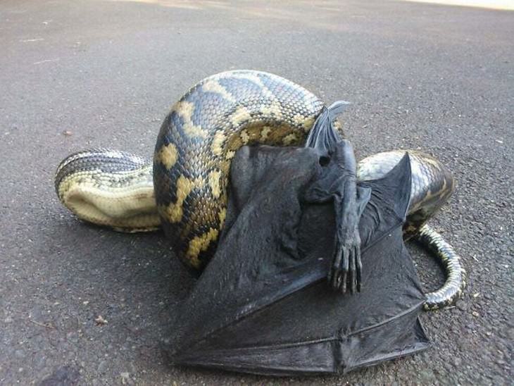 australian nature python eating a bat