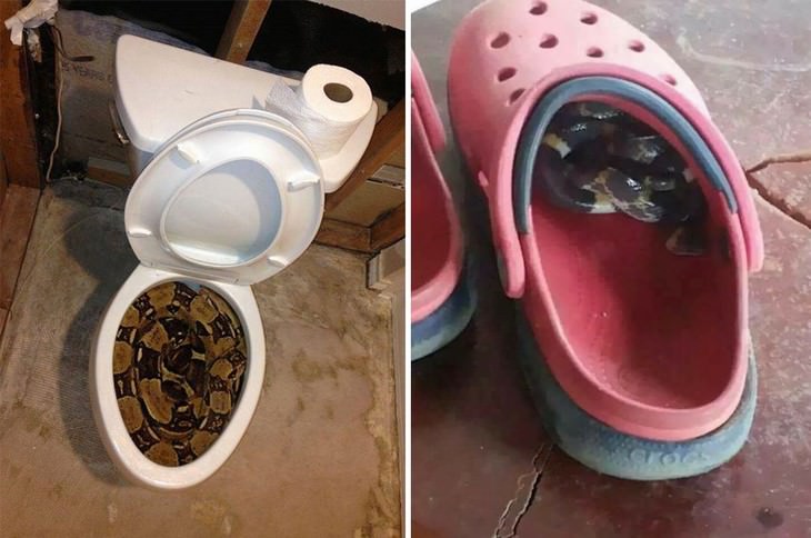 australian nature  toilet and shoes