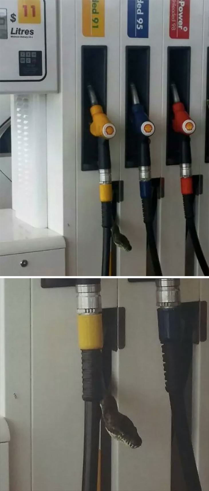 australian nature gas station snake on fuel dispenser