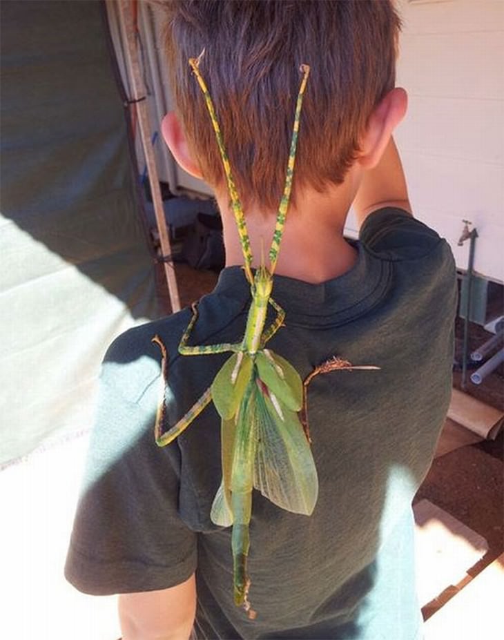 australian nature giant insect on boy
