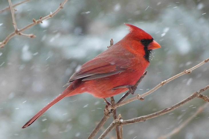 Birds of North America: cardinal