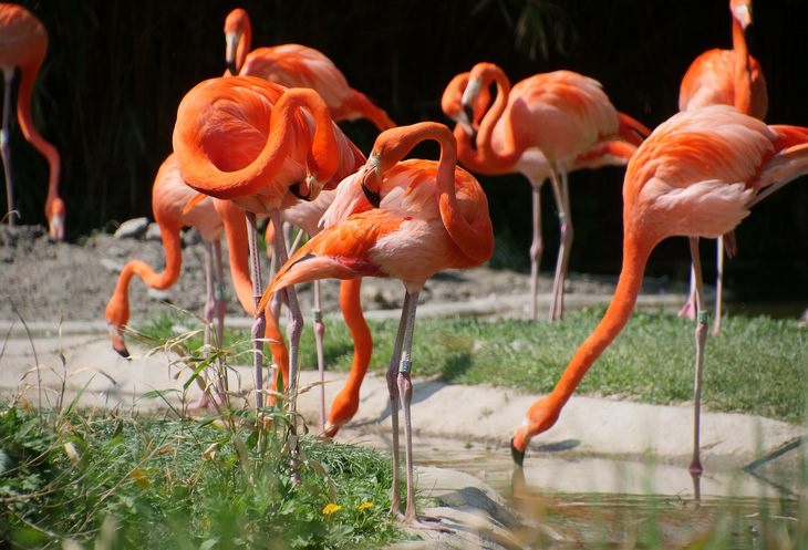 Birds of North America: flamingo