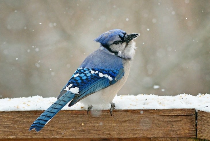 Birds of North America: blue jay