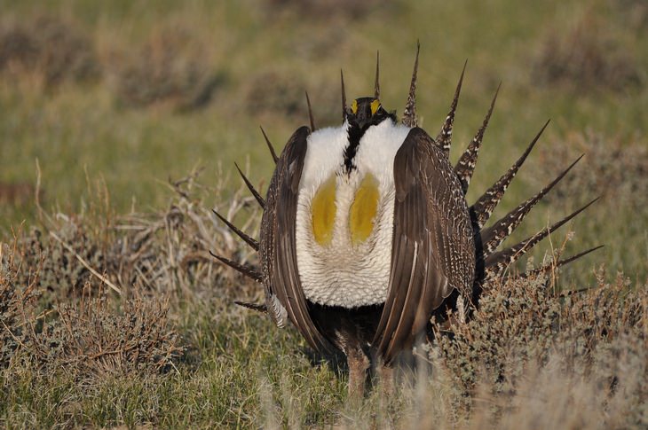 Birds of North America: greater sage-grouse