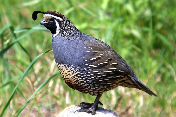 Birds of North America: California quail