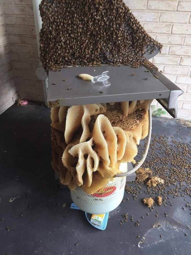 australian nature grill covered in beehive
