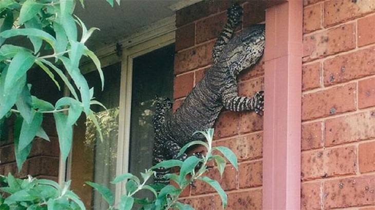 australian nature giant lizard on window