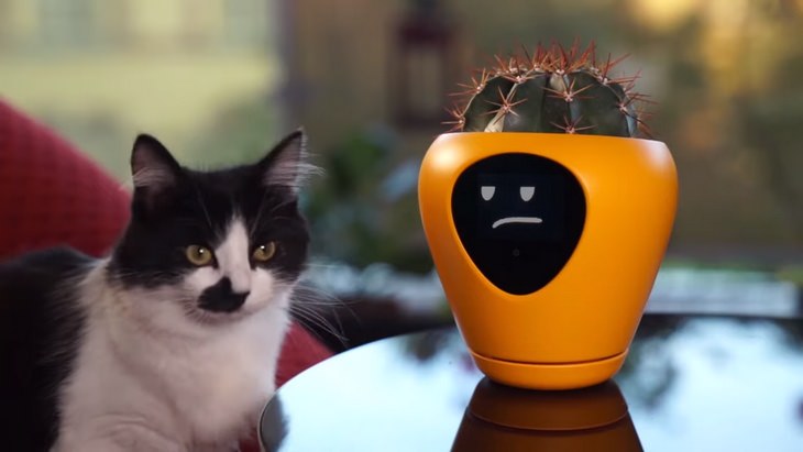 Smart planter: cat