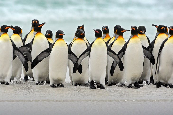 Antarctica: King penguins