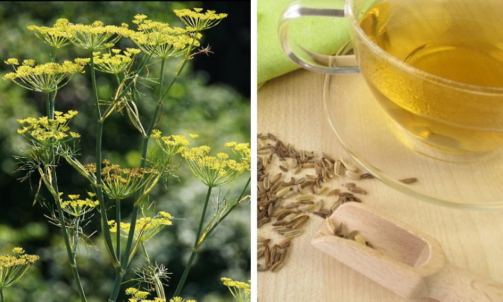 teas to lower inflammation Fennel Tea (Foeniculum vulgare)
