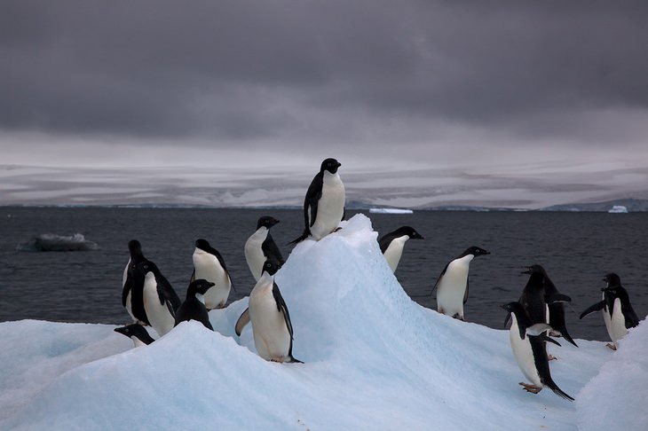 Antarctica:  Adélie penguins