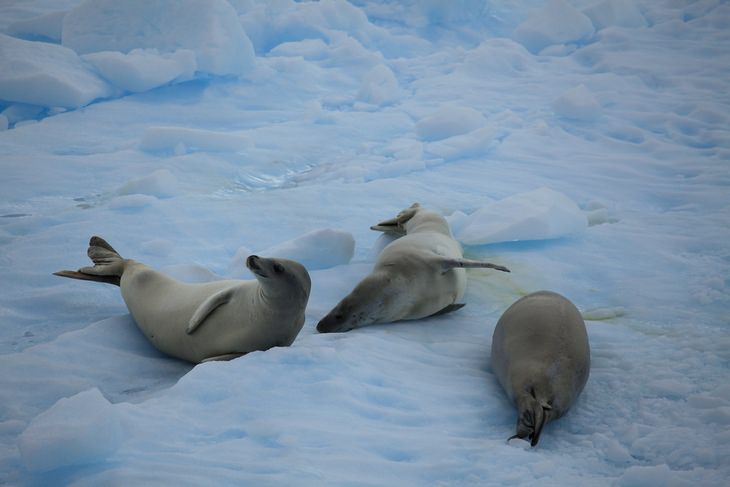 Antarctica: Crabeater seals