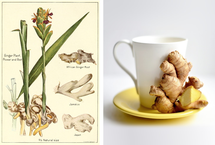 teas to lower inflammation Ginger Tea (Zingiber officinale)