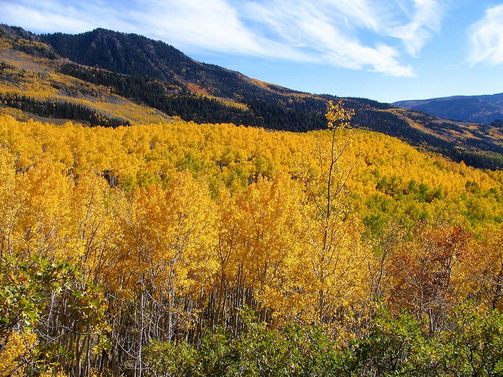 Pando tree: Utah aspens