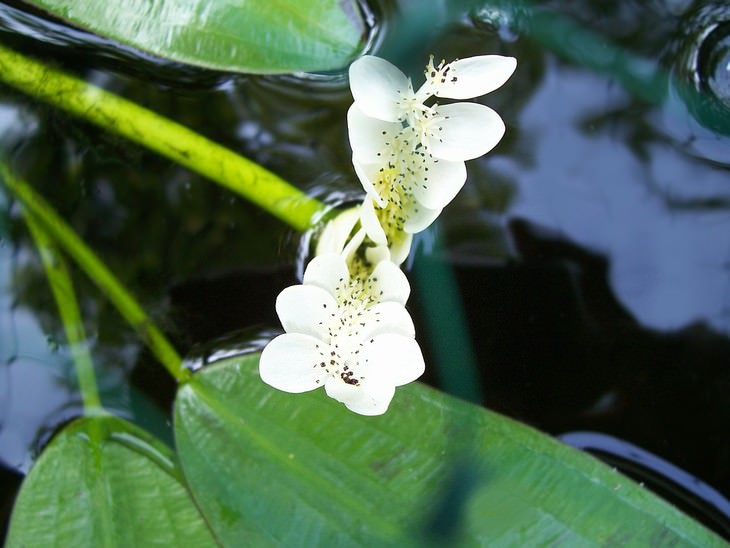 most beautiful aquatic flowers Water Hawthorn