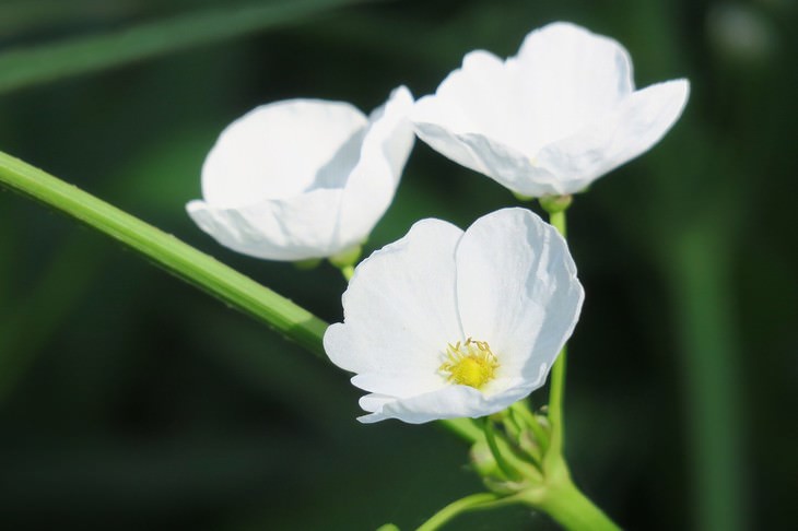 most beautiful aquatic flowers Broadleaf Arrowhead