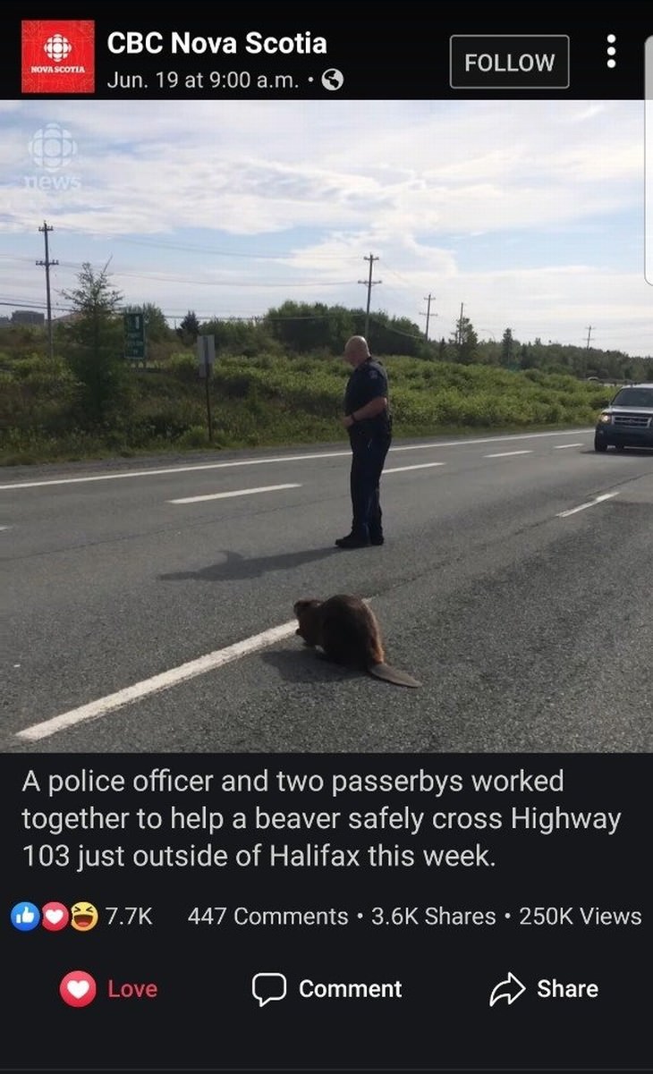 images that will restore your faith in humanity beaver