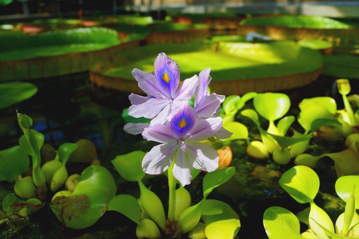 most beautiful aquatic flowers Water Hyacinth