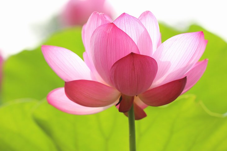 most beautiful aquatic flowers lotus