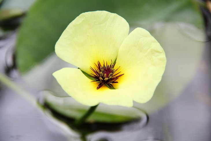 most beautiful aquatic flowers water poppy