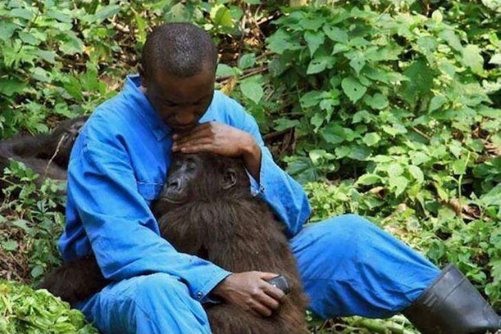 images that will restore your faith in humanity gorilla