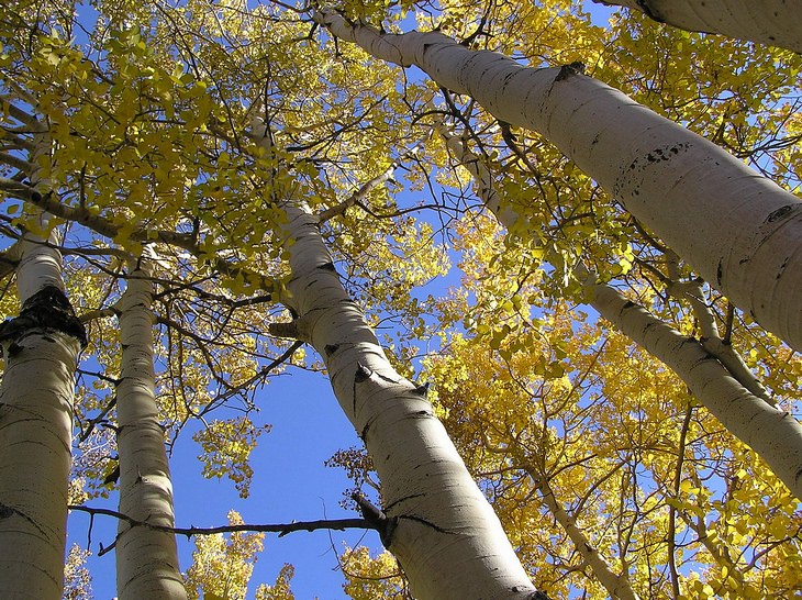 Pando tree: from below