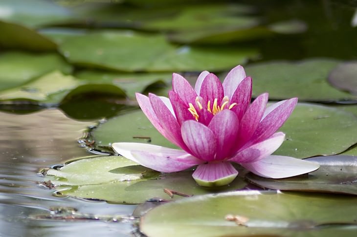 most beautiful aquatic flowers water lily