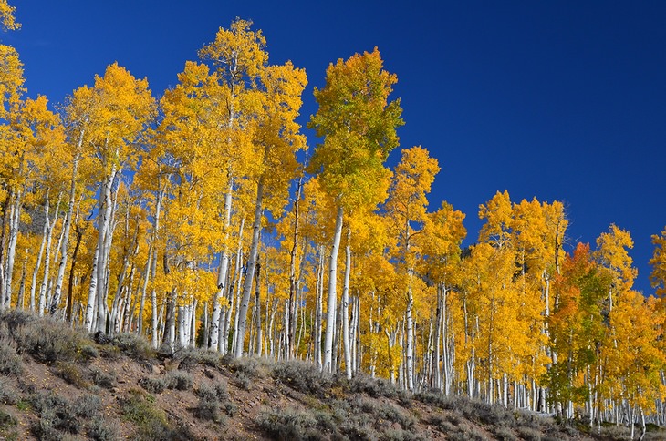 Pando tree: clone tree