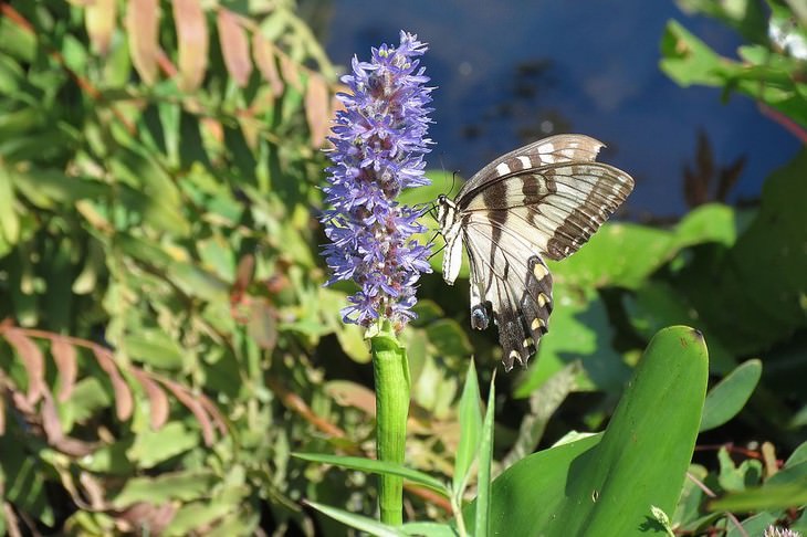 most beautiful aquatic flowers Pickerel