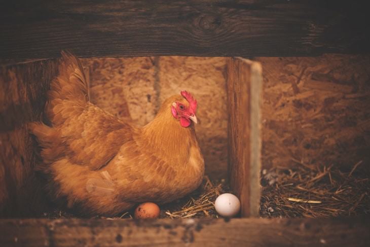 egg myths hen and eggs