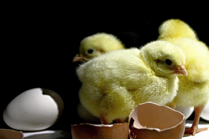 egg myths baby chicken