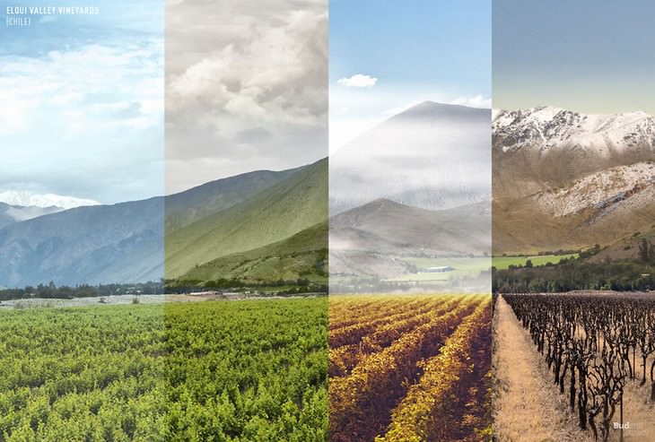 throughout the seasons places in the world Elqui Valley Vineyards, Northern Chile
