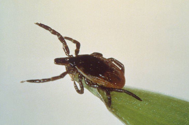 Summer illnesses: deer tick Lyme