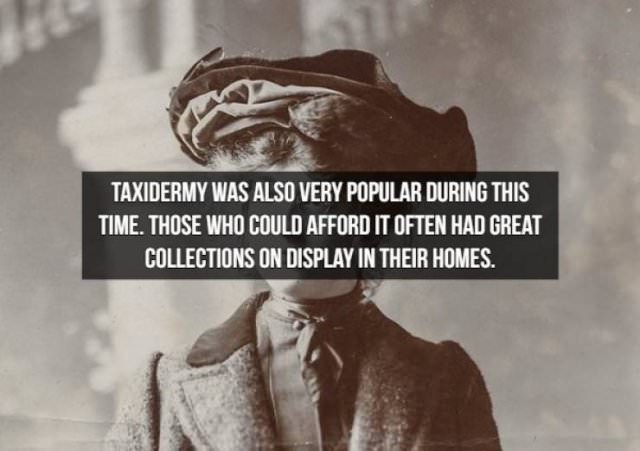 Facts about the Victorian Era taxidermy