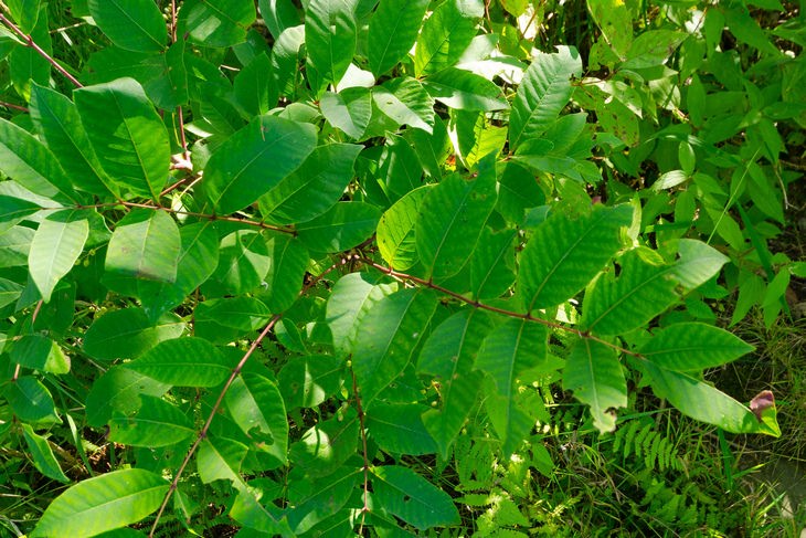 Summer illnesses: toxicodendron poison ivy oak sumac