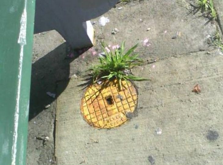 Plants and Street Art: pineapple