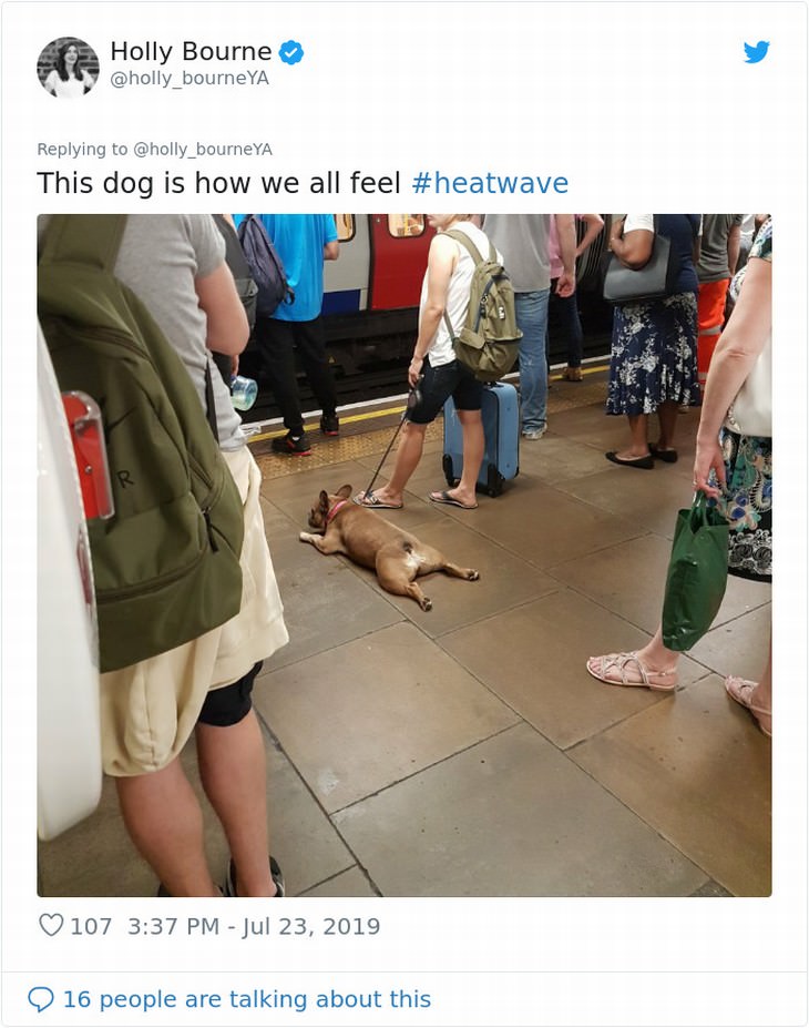 UK heatwave response funny dog